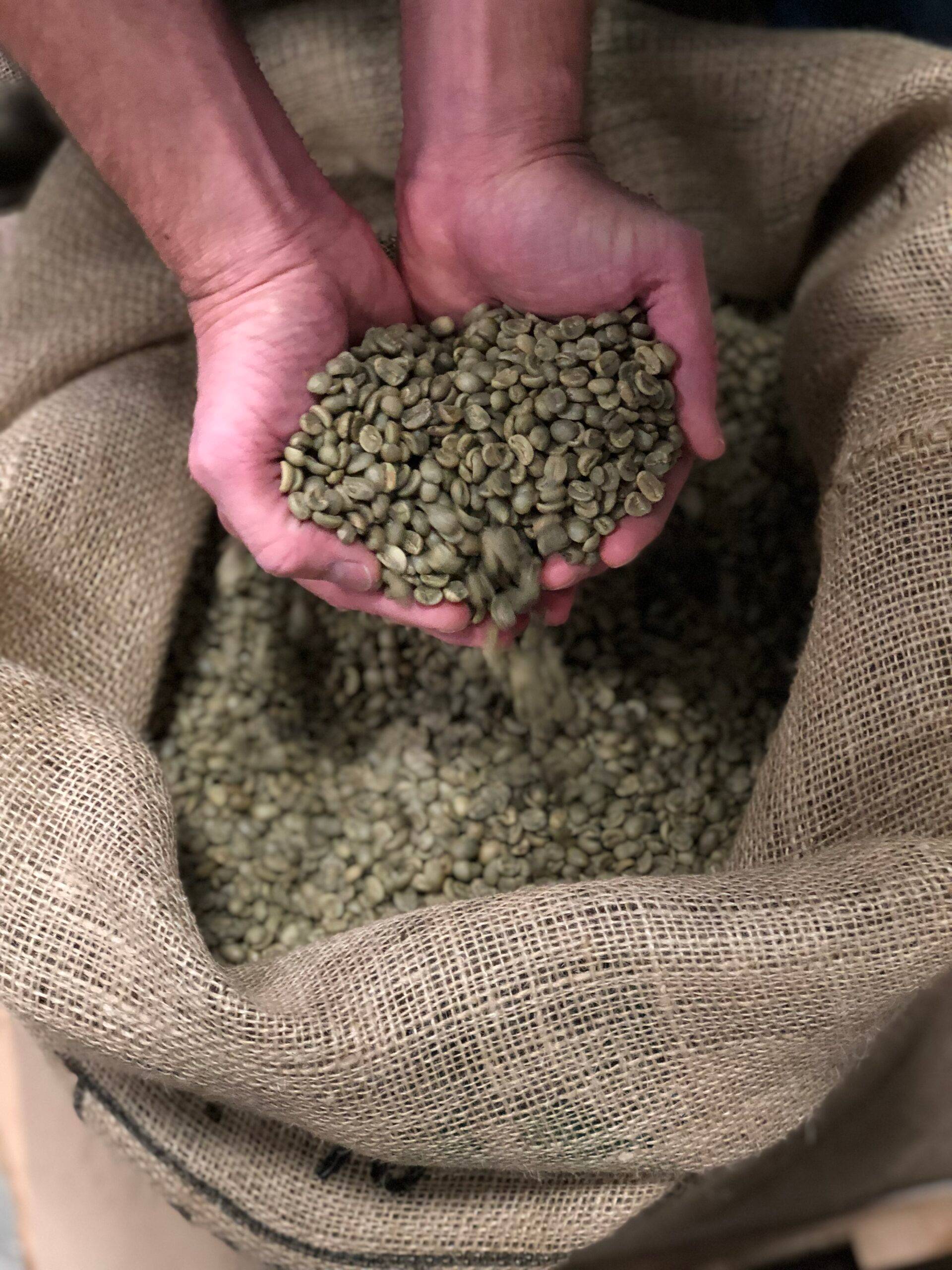 a person holding hundreds of green coffee beans in the palms of their hands