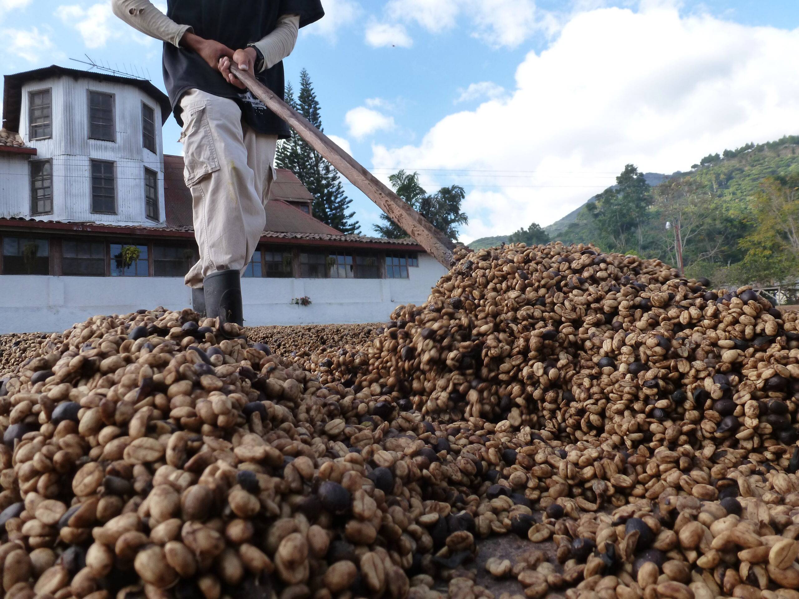 a coffee farm shoveling coffee beans