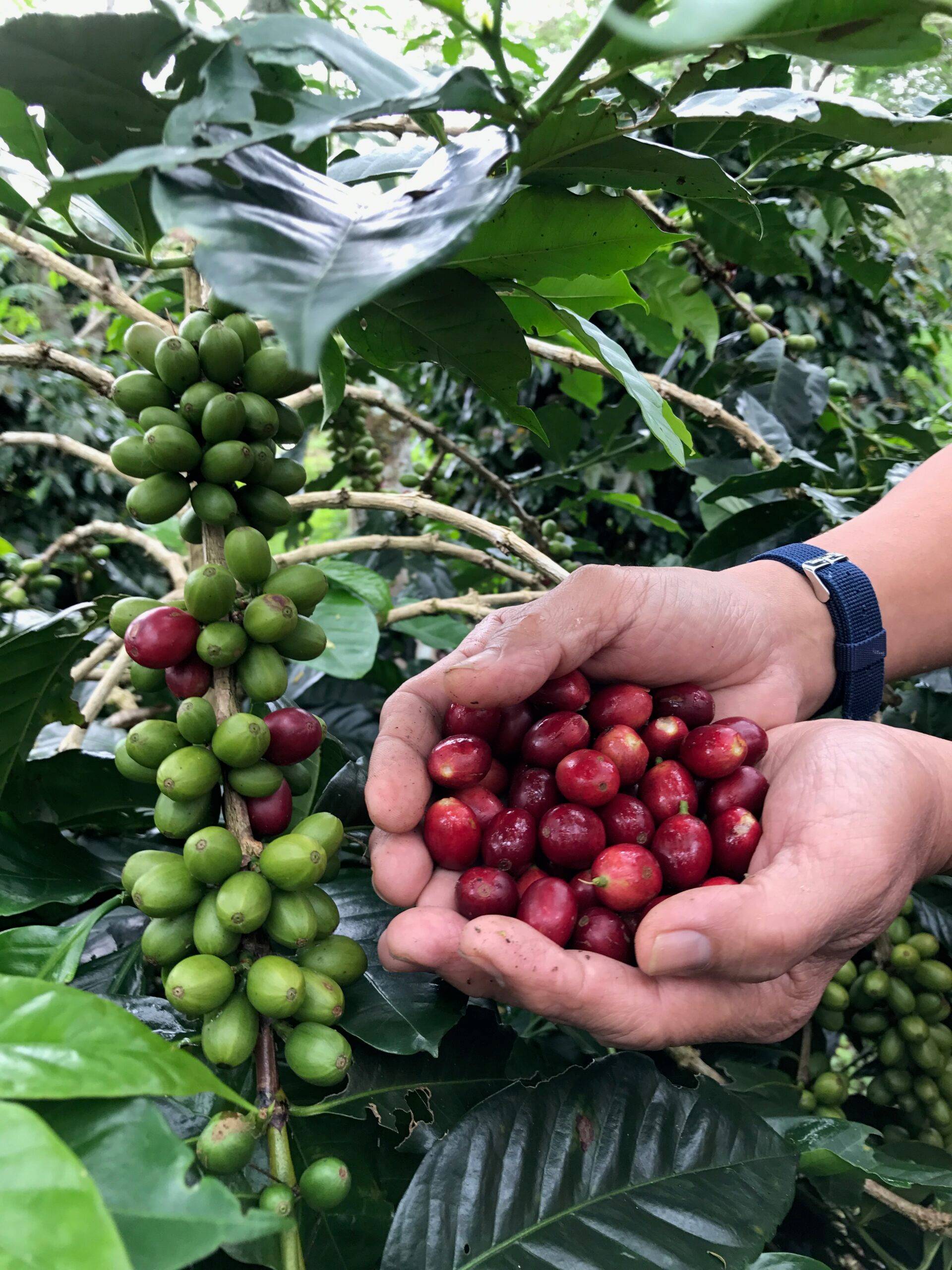 Ethically Sourced Coffee Beans